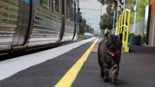 graeme the cat waits at train station