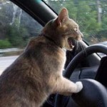 gatto-in-auto