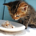 gatto-non-mangia-comportamenti-del-gatto (1)