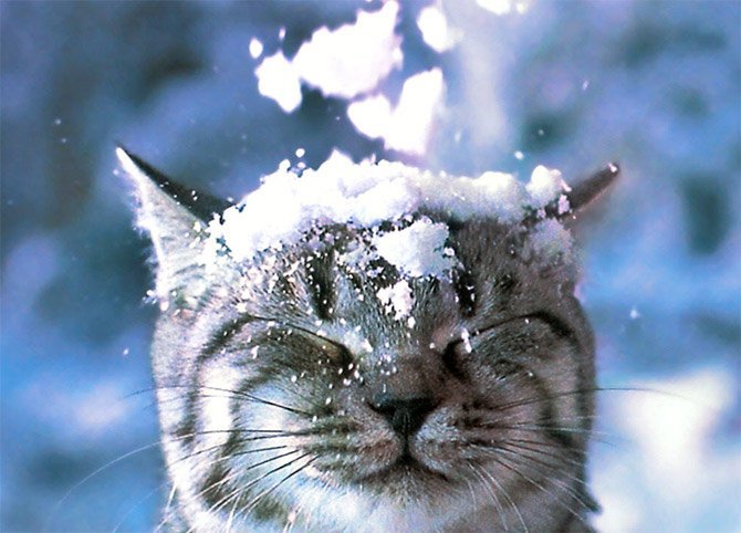 gatto-delle-nevi-usato