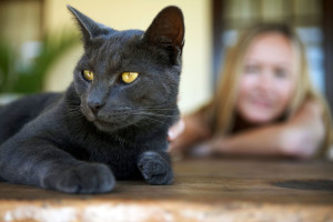 Gray Cat --- Image by © Roy McMahon/Corbis