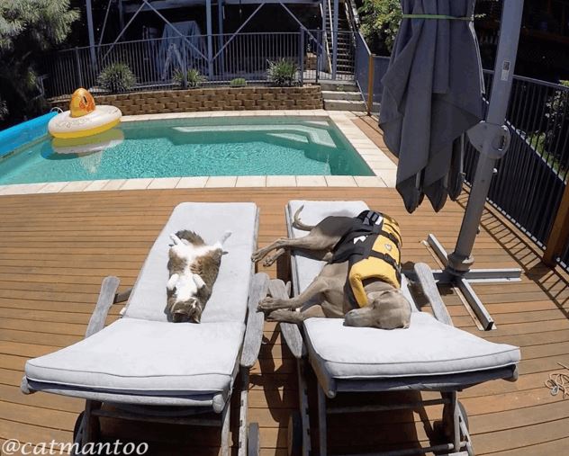 2016-03-12 08_38_44-Cat Finds an Unusual Way to Enjoy the Pool with Her Canine Sidekick - LoveMeow