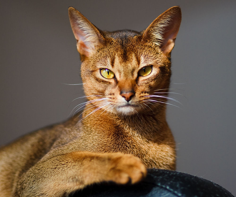 verry cool and wounderful young abyssinian cat photo