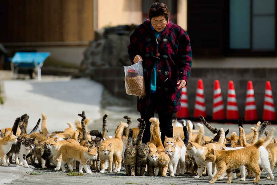 aoshima-cat-island-japan-900x600