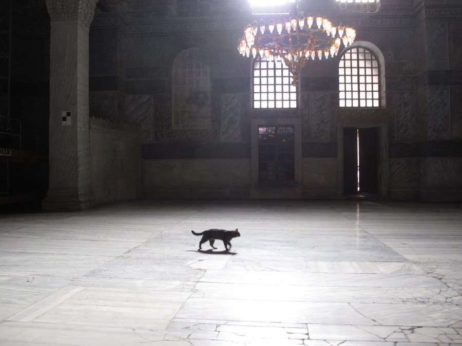 cat-in-mosque-900x675