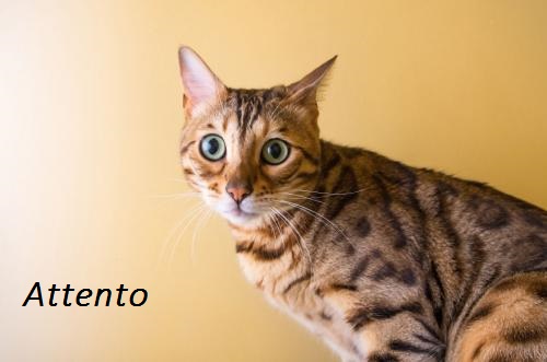 foto-gato-emocao-atento-500x331