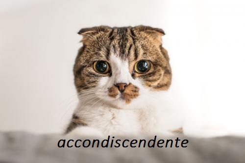 foto-gato-emocao-condescendente-500x334