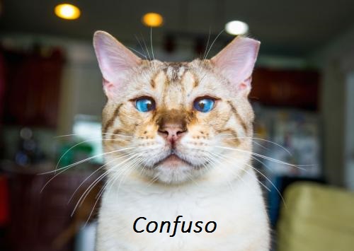 foto-gato-emocao-confuso-500x355