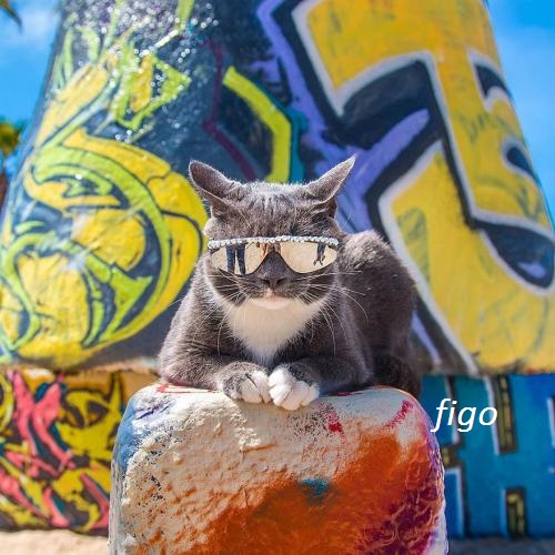 foto-gato-emocao-descolado-500x500