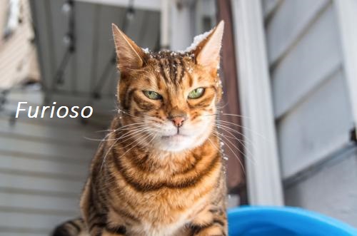 foto-gato-emocao-furioso-500x331