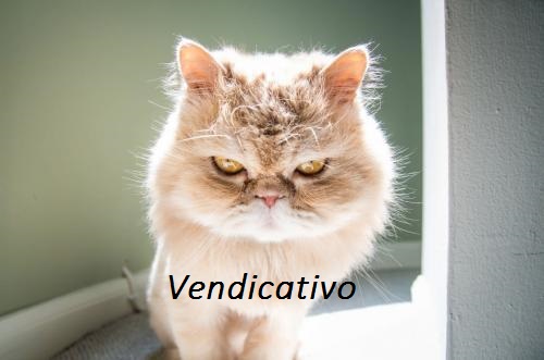 foto-gato-emocao-vingativo-500x331