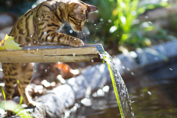 10 Razze Di Gatti Che Amano Acqua Per Appassionati Di Gatti