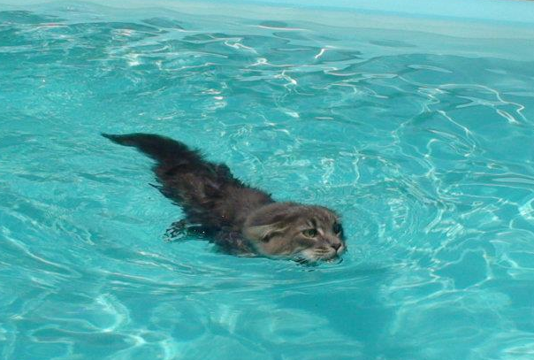 10 Razze Di Gatti Che Amano Acqua Per Appassionati Di Gatti