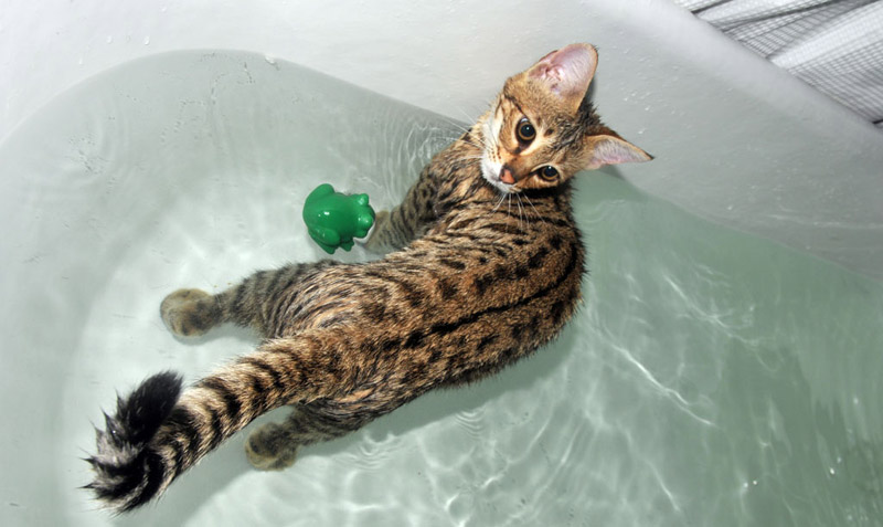 savannah-cat-bath