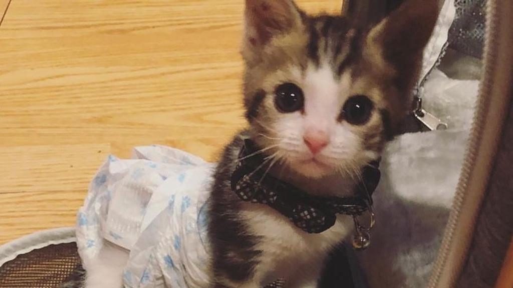 Il Crearicordi A Quattro Zampe Ed.Gatto: 40 Attività’ Per Momenti  Indimenticabili Insieme Al Tuo Gatto