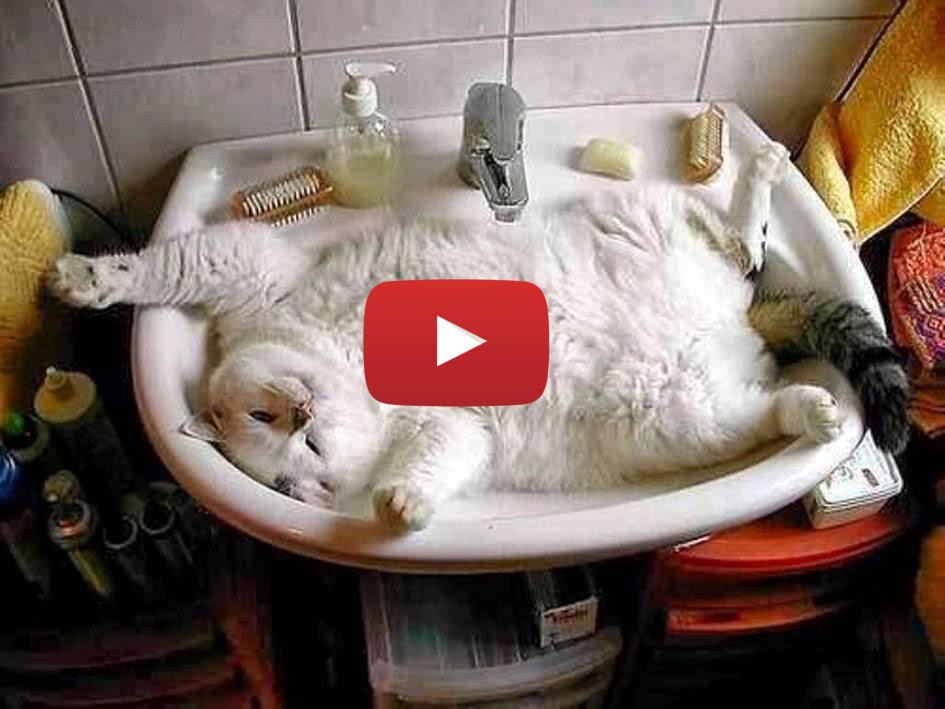 Compilation Gatti Che Fanno Il Bagno Per Appassionati Di Gatti