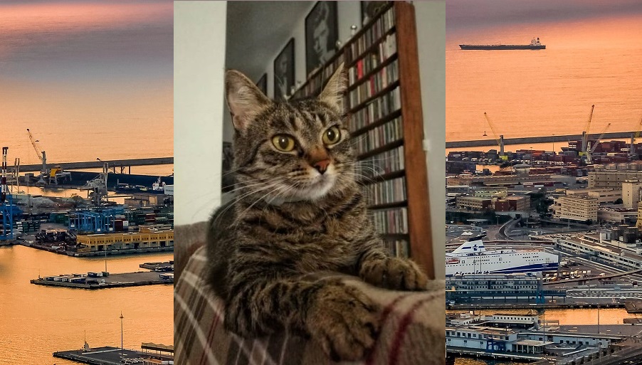 Dal Marocco a Genova richiusa nella stiva: la storia della gattina Raya,  adottata da un portuale
